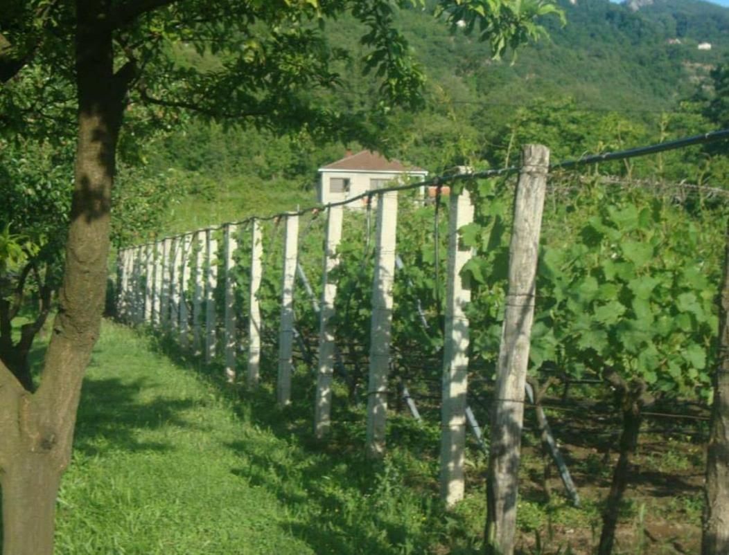Загородные дома Studio and winery Kalimut Вирпазар-33