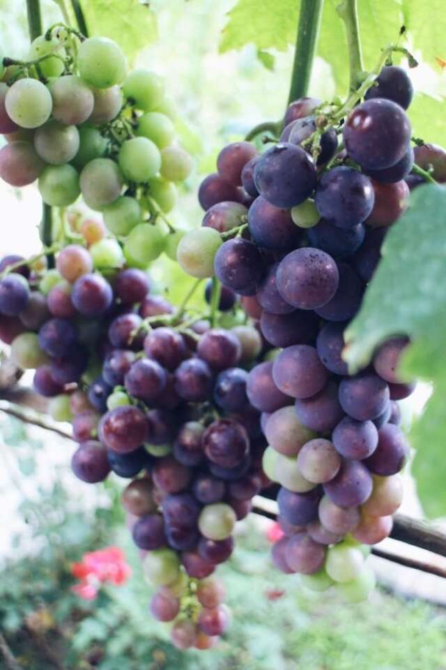 Загородные дома Studio and winery Kalimut Вирпазар-15
